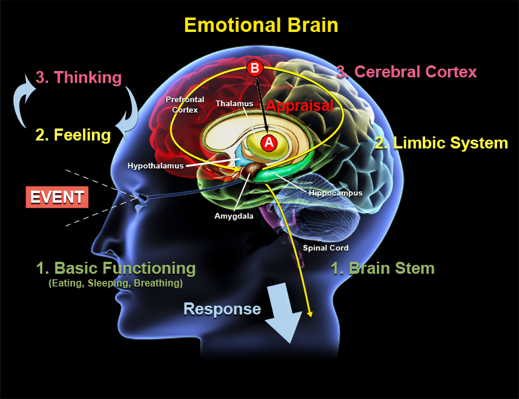 Emotions in the Brain