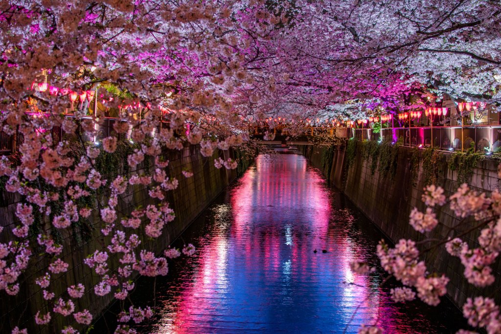 Hanami in Japan, celebrating cherry blossoms